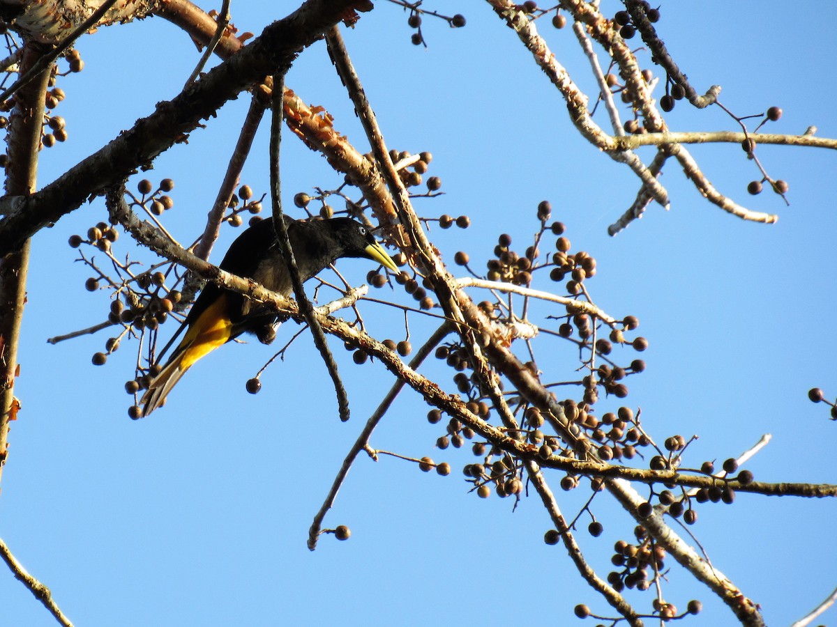 Yellow-rumped Cacique - ML88342211