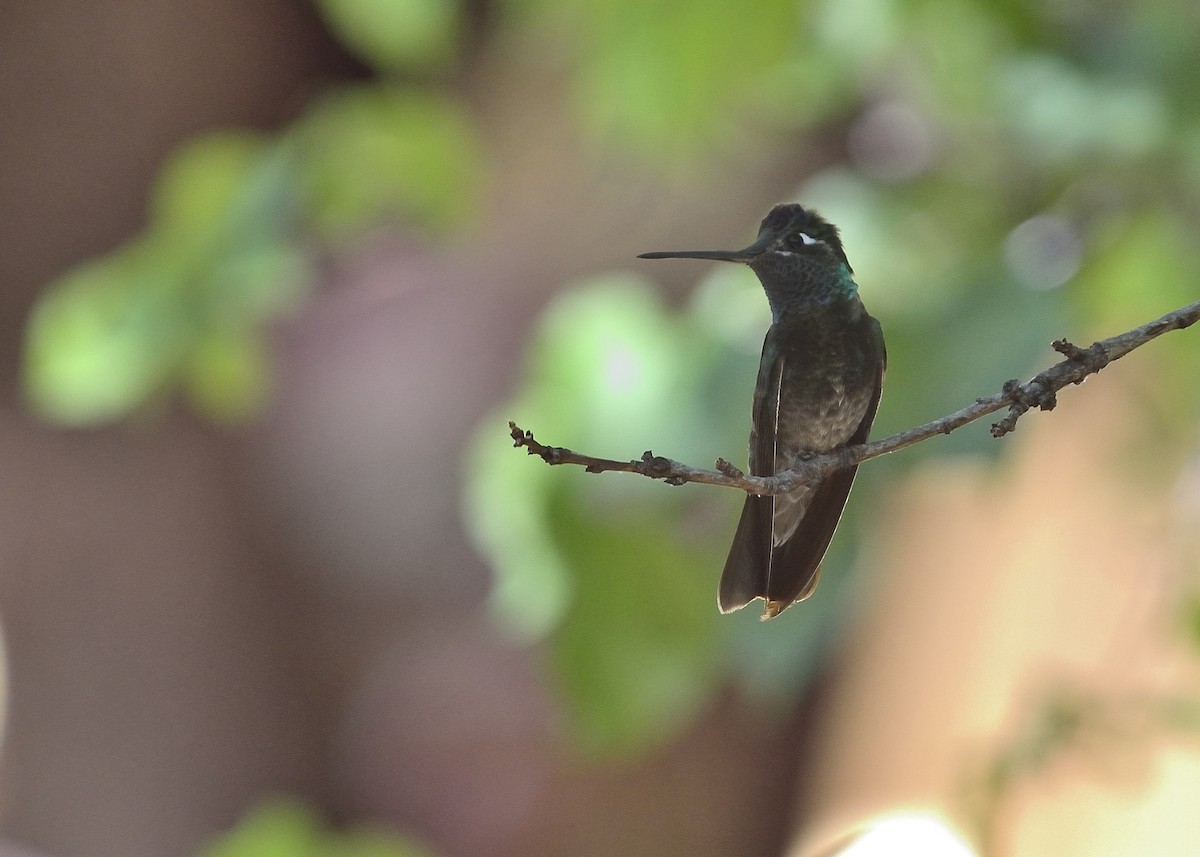 Rivoli's Hummingbird - ML88342901