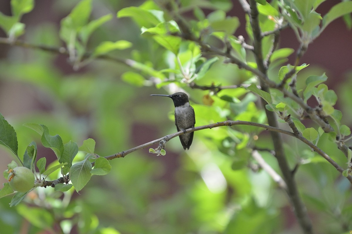 Black-chinned Hummingbird - ML88343101