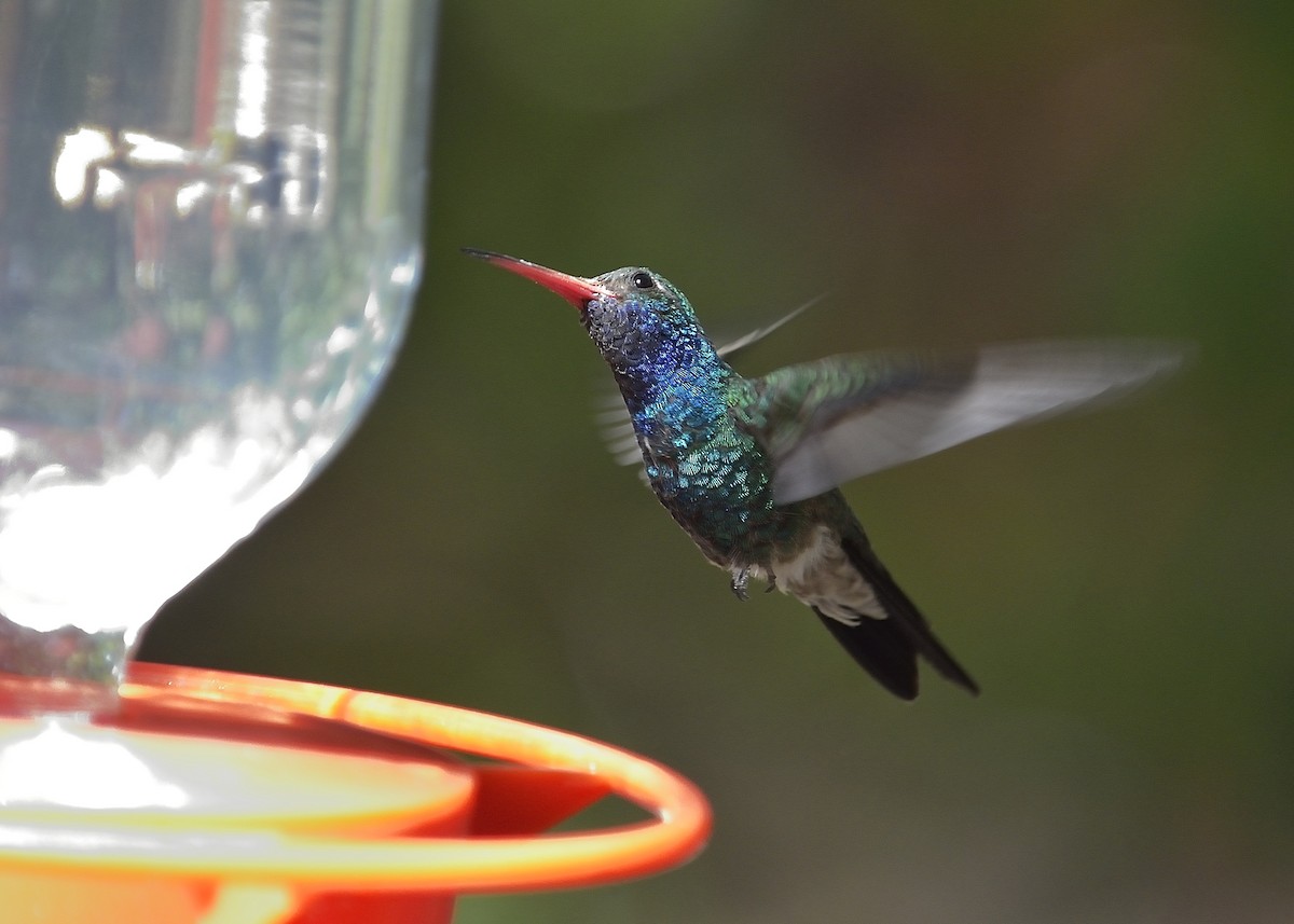 Broad-billed Hummingbird - Donald Casavecchia