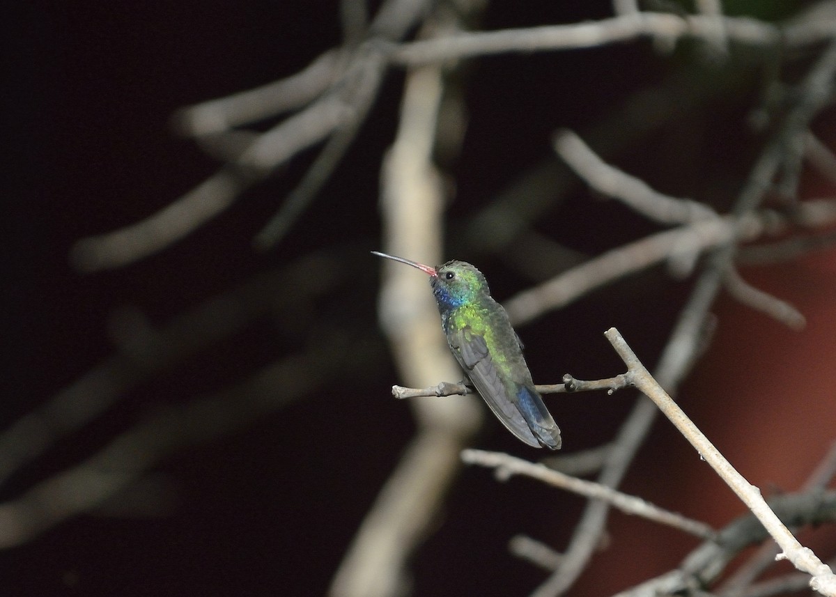 Broad-billed Hummingbird - Donald Casavecchia