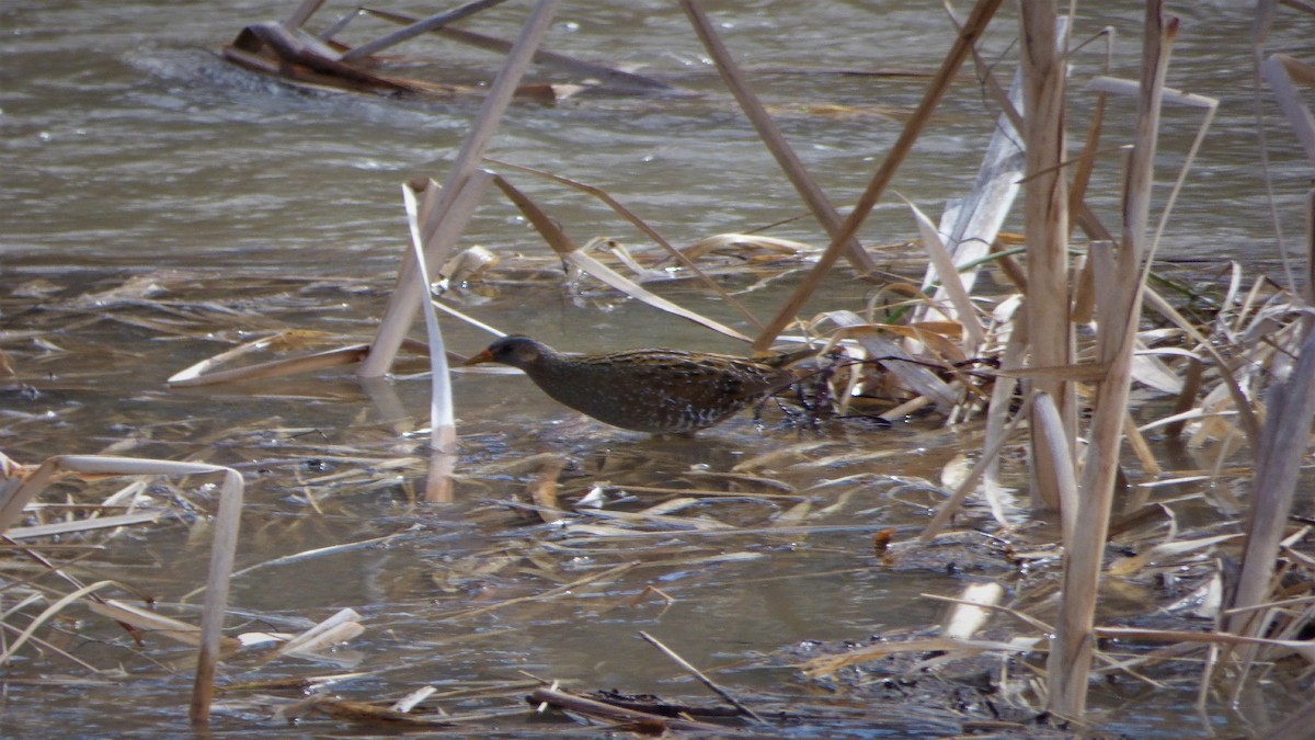 Spotted Crake - ML88344001