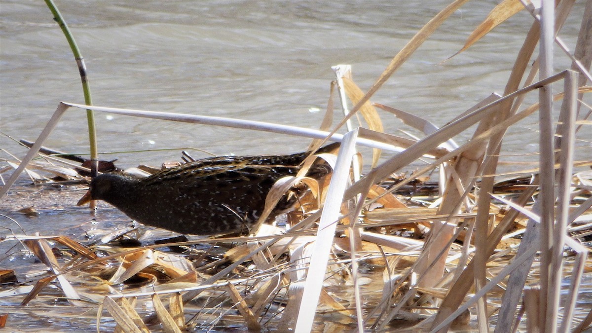 Spotted Crake - ML88344011