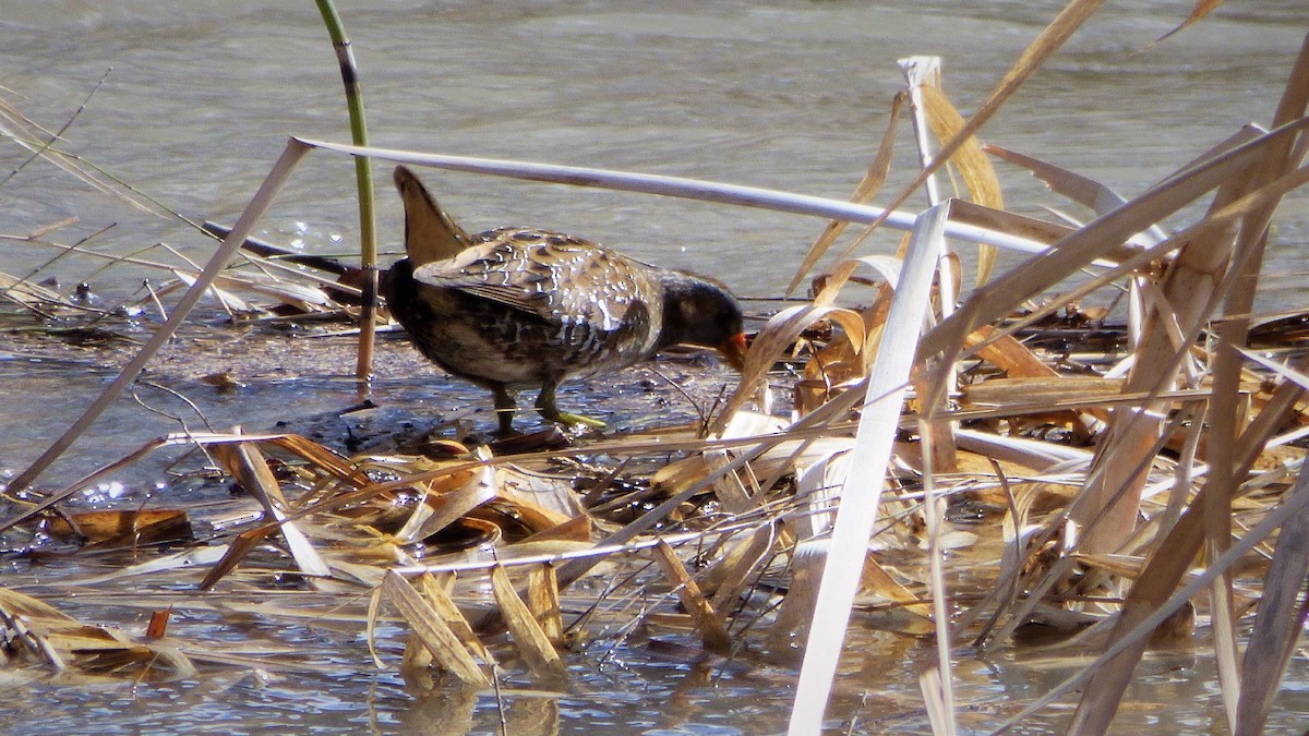 Spotted Crake - ML88344021