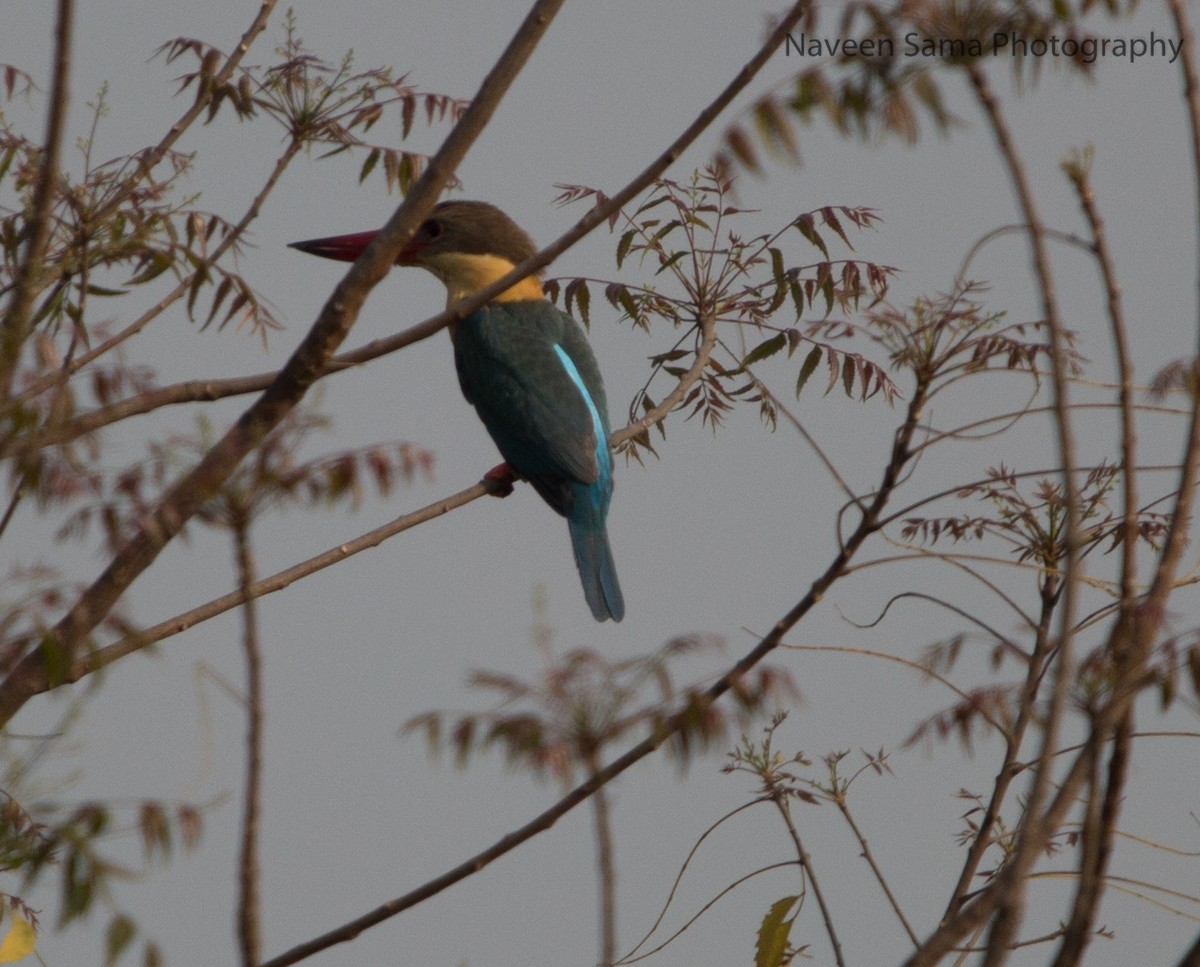 Stork-billed Kingfisher - Naveen Sama