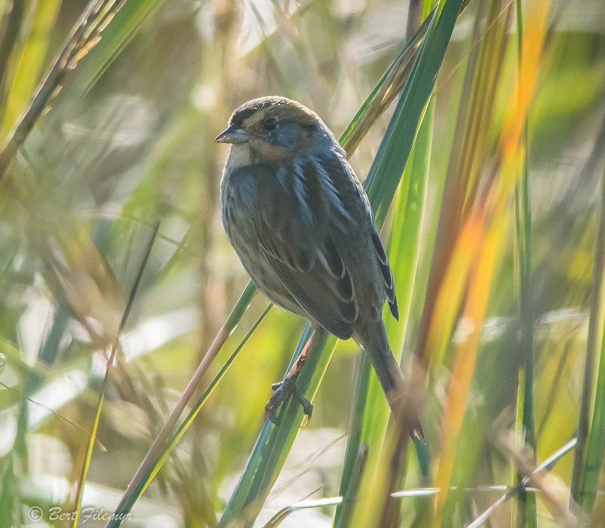 Saltmarsh Sparrow - Bert Filemyr
