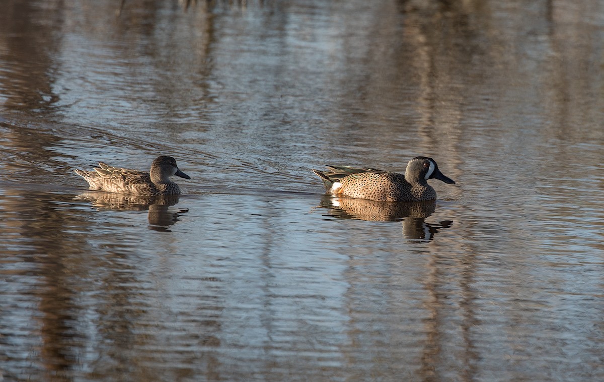 Blue-winged Teal - ML88348211