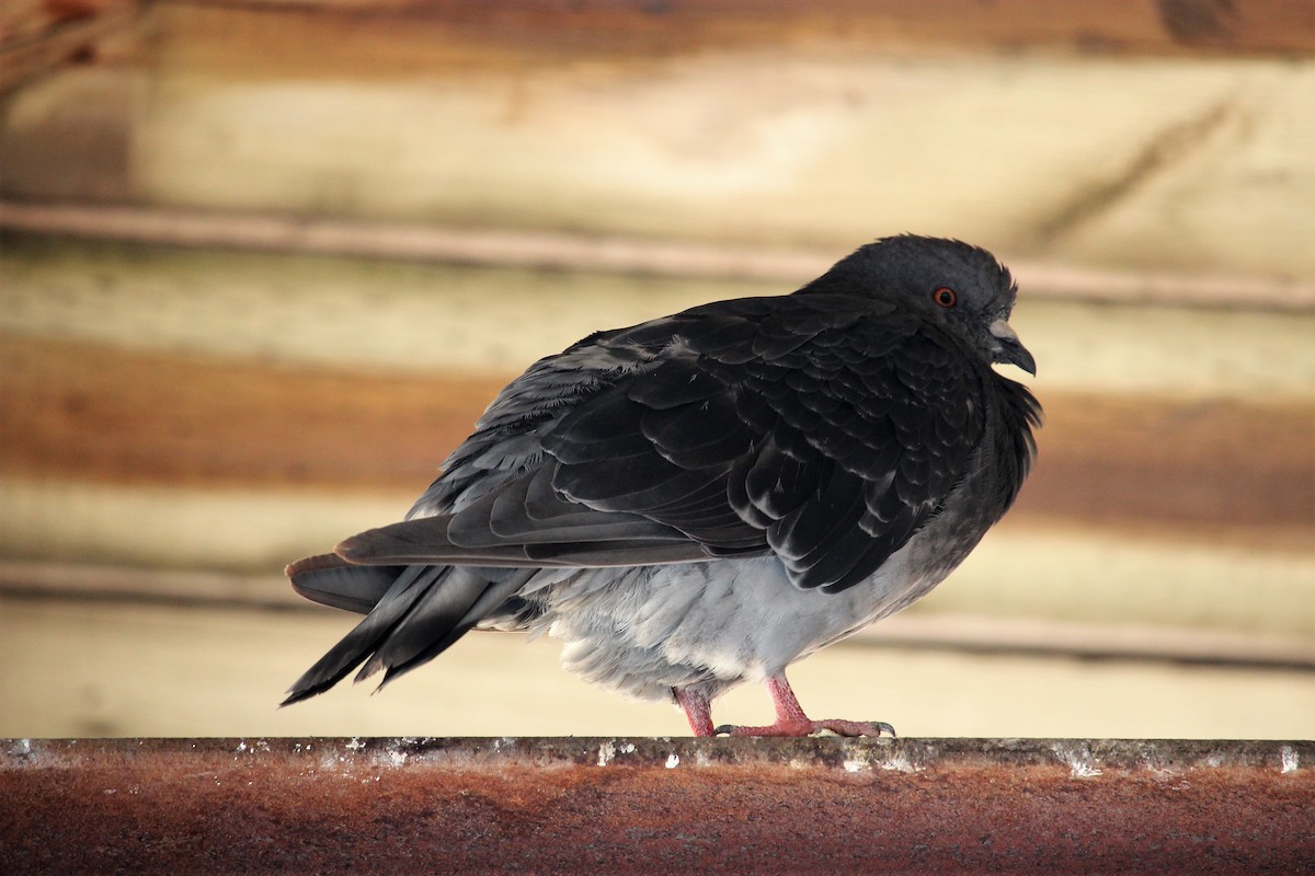 Rock Pigeon (Feral Pigeon) - ML88348501