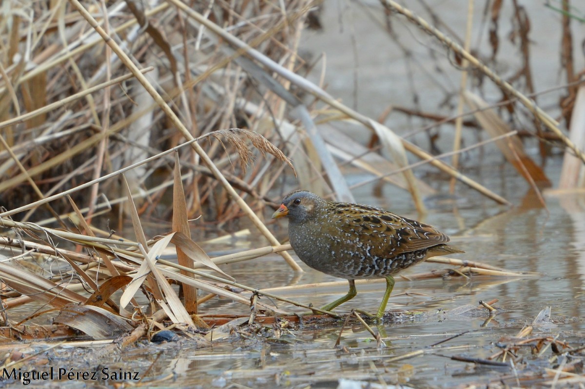 Spotted Crake - ML88351321