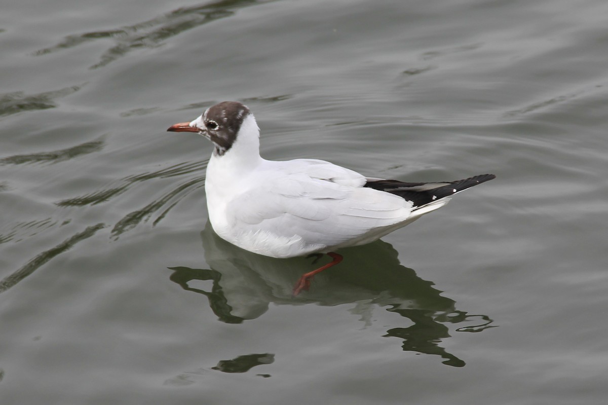 Mouette rieuse - ML88351481