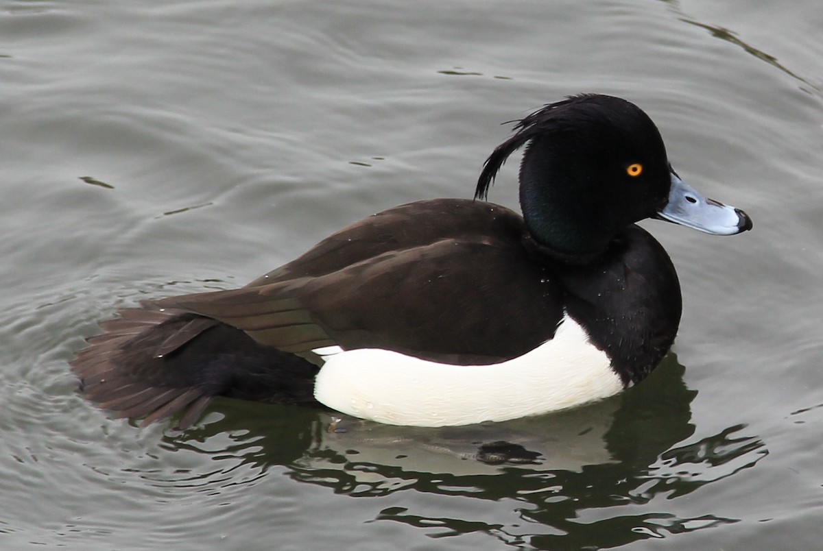 Tufted Duck - ML88351621