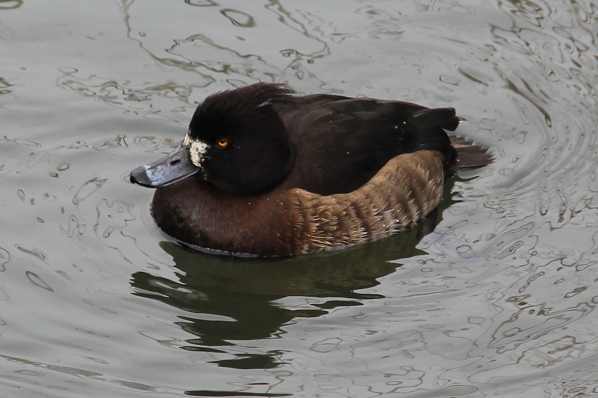 Tufted Duck - ML88351701