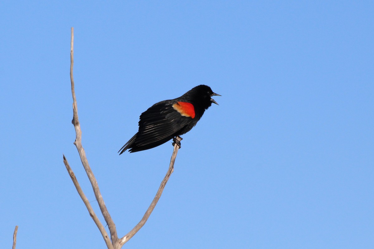 Red-winged Blackbird - Sharon Nethercott