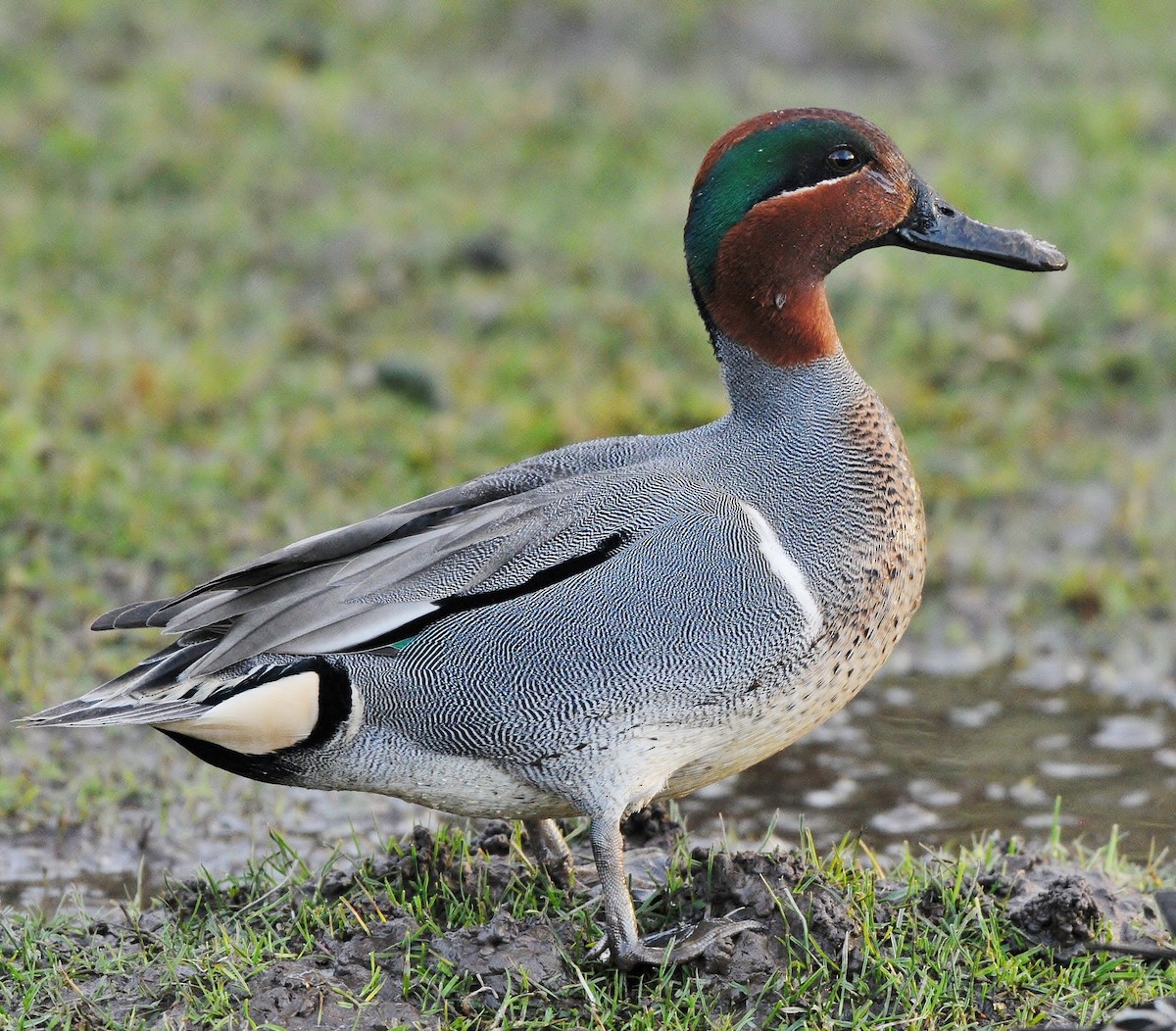 Green-winged Teal - ML88352281