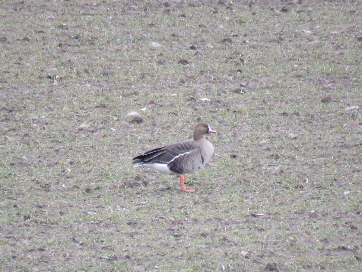 Greater White-fronted Goose - Thomas Brooks