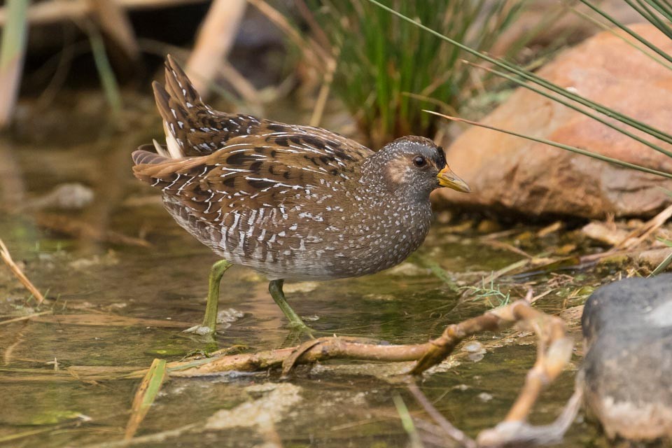 Spotted Crake - James Kennerley