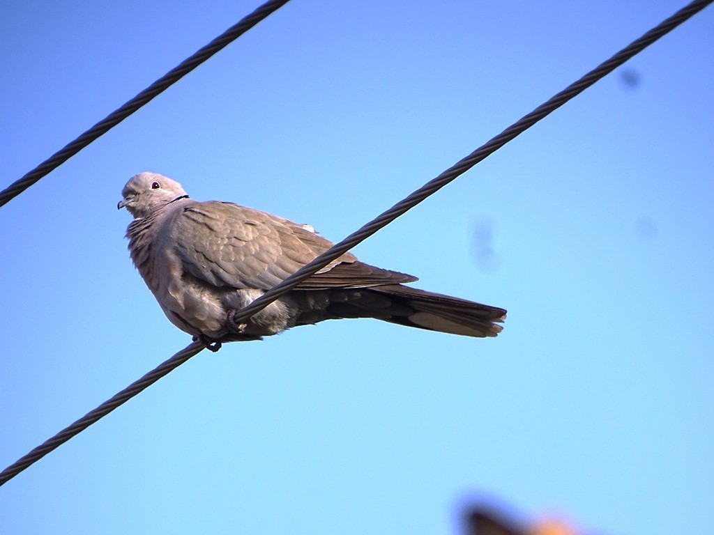 Eurasian Collared-Dove - Sreekumar Chirukandoth