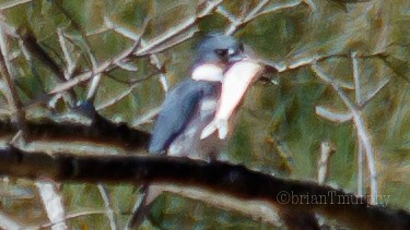 Belted Kingfisher - Brian Murphy