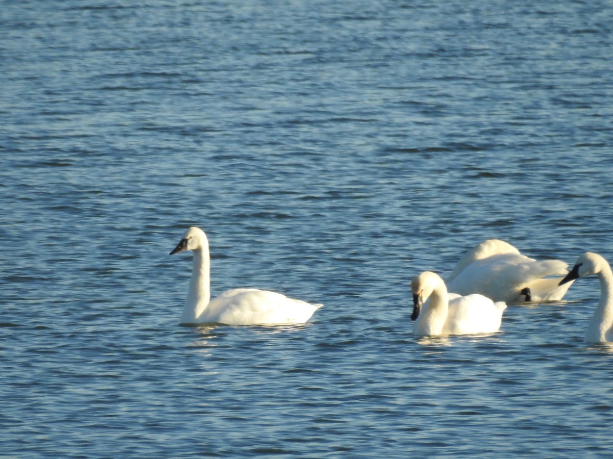 Tundra Swan - Gaynell Perry