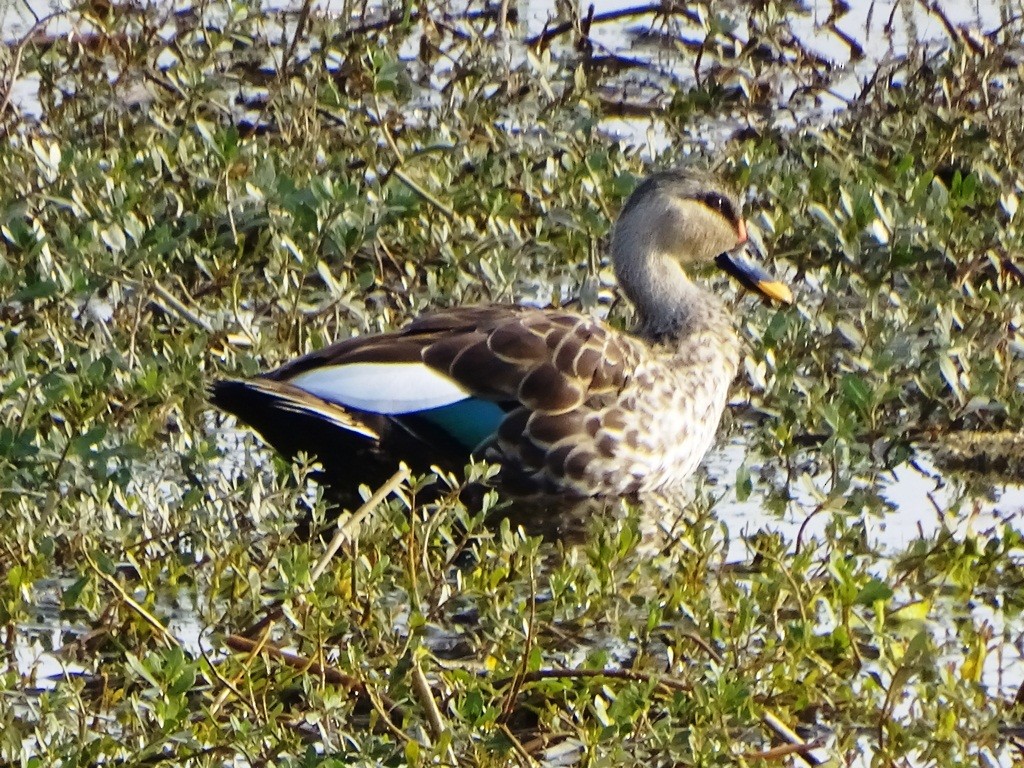 Indian Spot-billed Duck - ML88356761