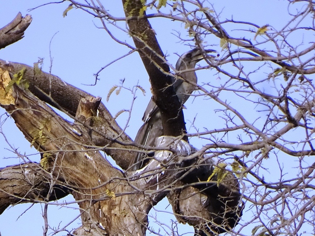 Indian Gray Hornbill - Sreekumar Chirukandoth