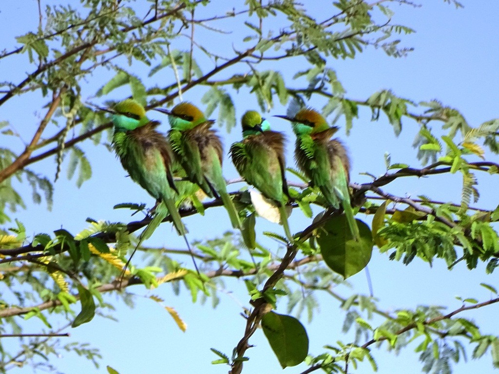 Asian Green Bee-eater - ML88357501