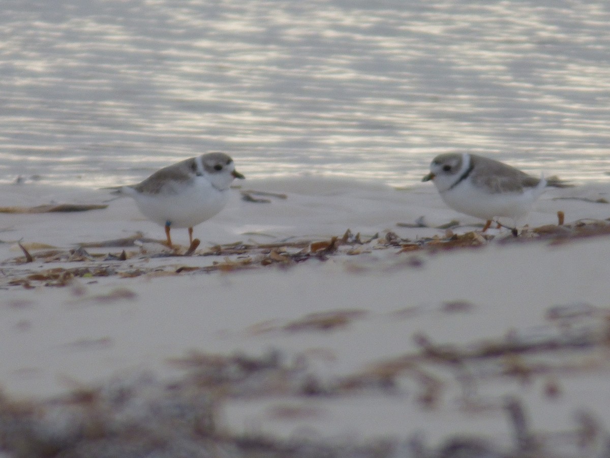 Piping Plover - ML88358681
