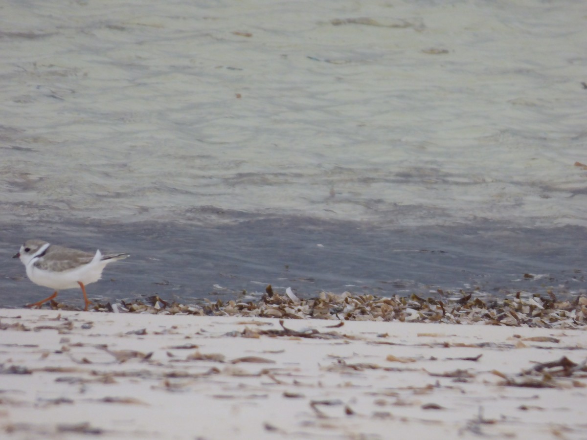 Piping Plover - ML88358841