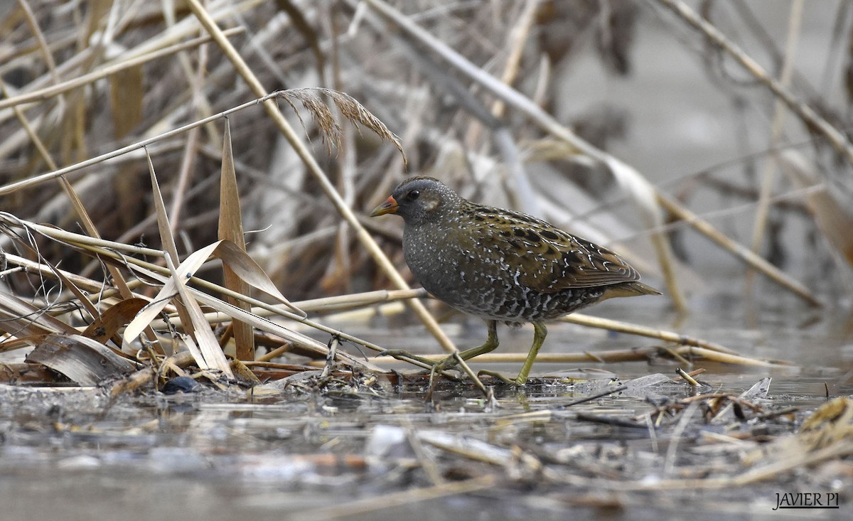Spotted Crake - ML88359041