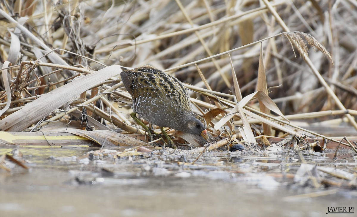 Spotted Crake - ML88359071