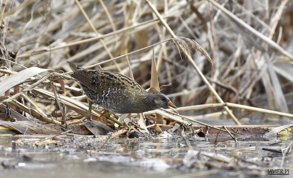 Spotted Crake - ML88359081