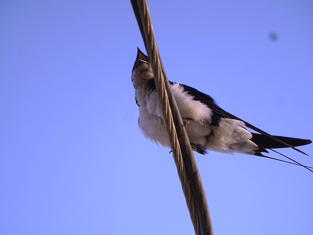 Wire-tailed Swallow - ML88359101