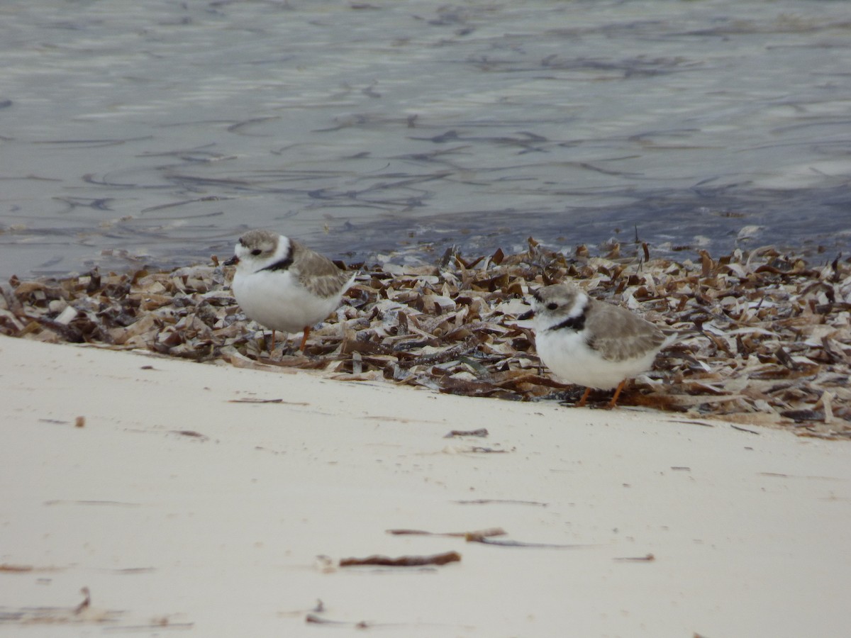 Piping Plover - ML88359291