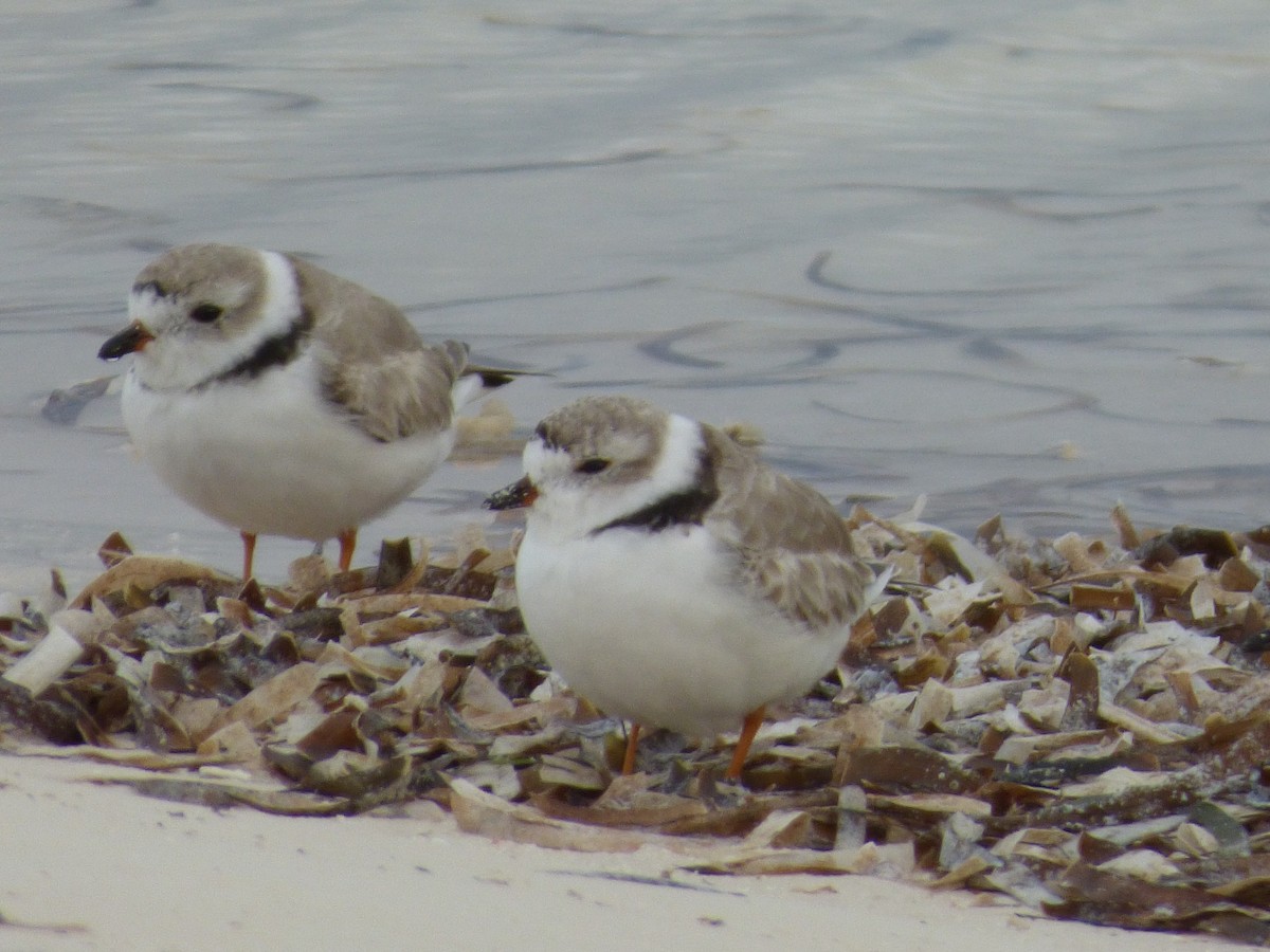Piping Plover - ML88359471