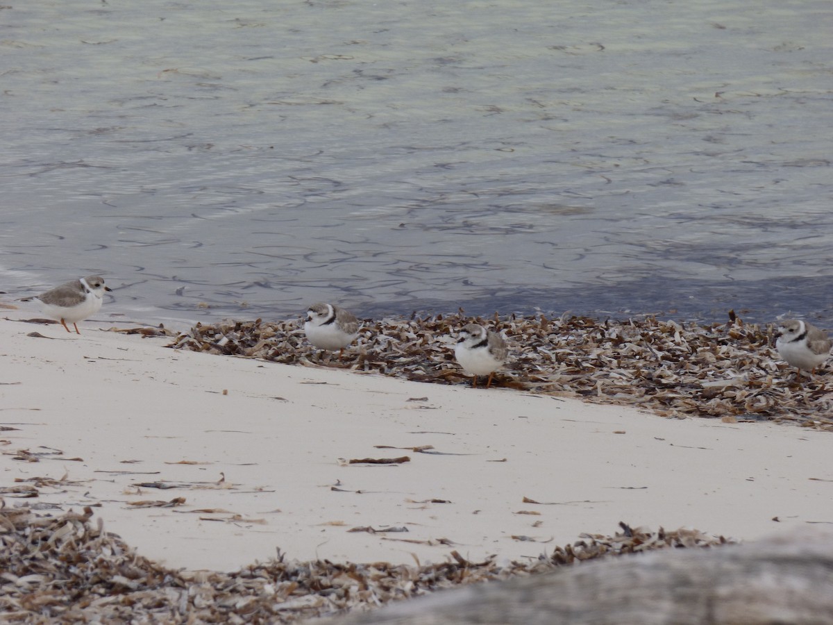 Piping Plover - ML88359491