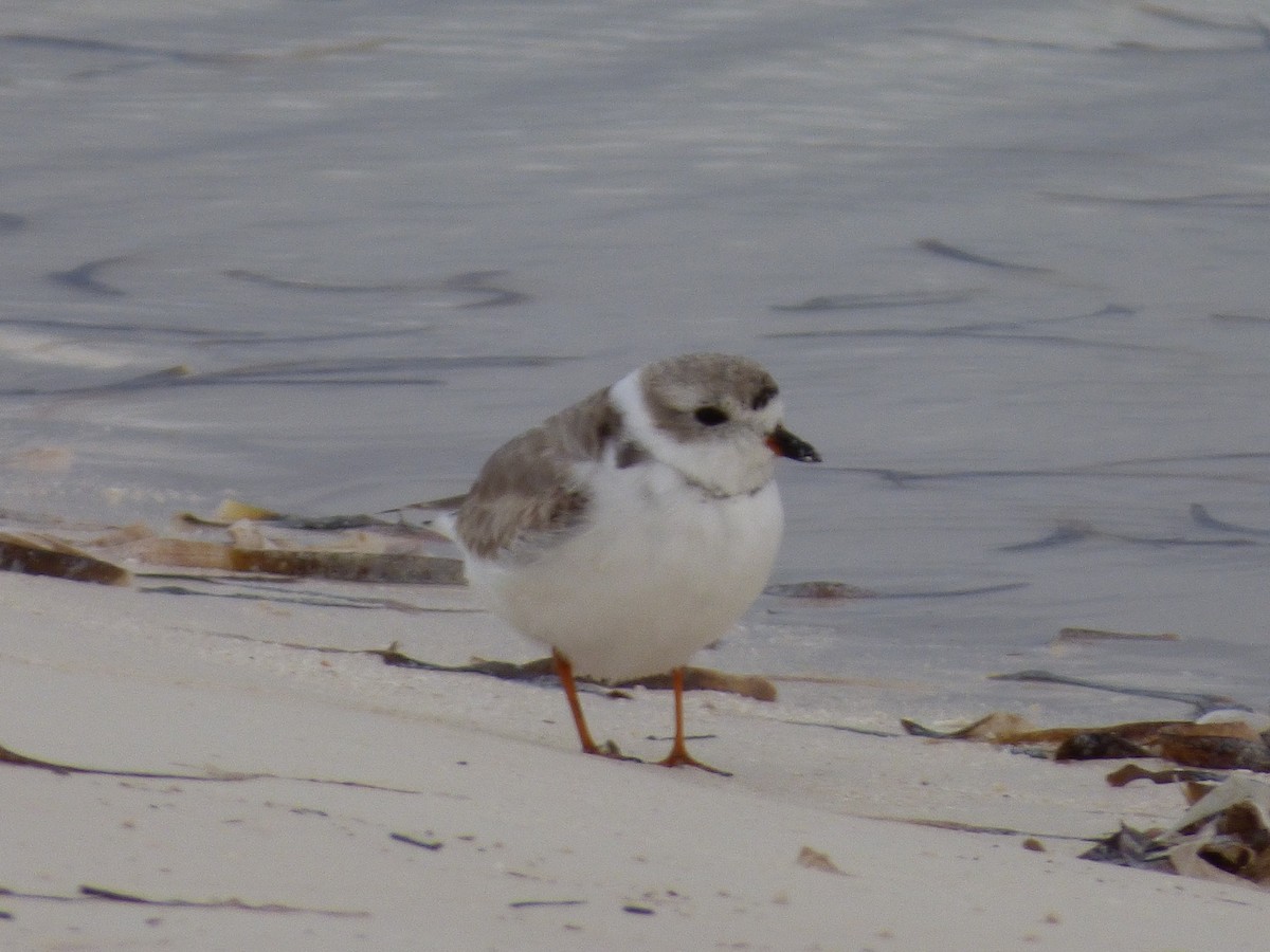Piping Plover - ML88359541