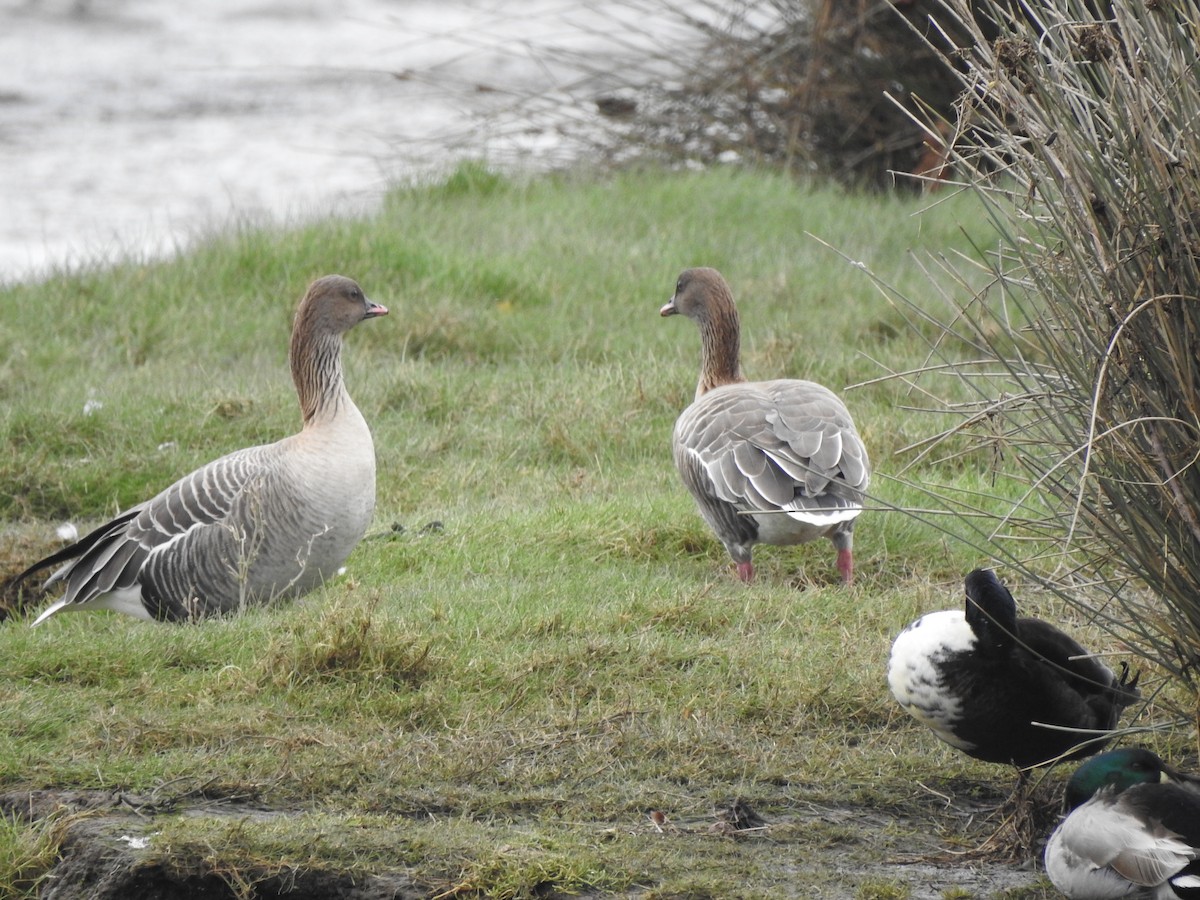Pink-footed Goose - ML88359971