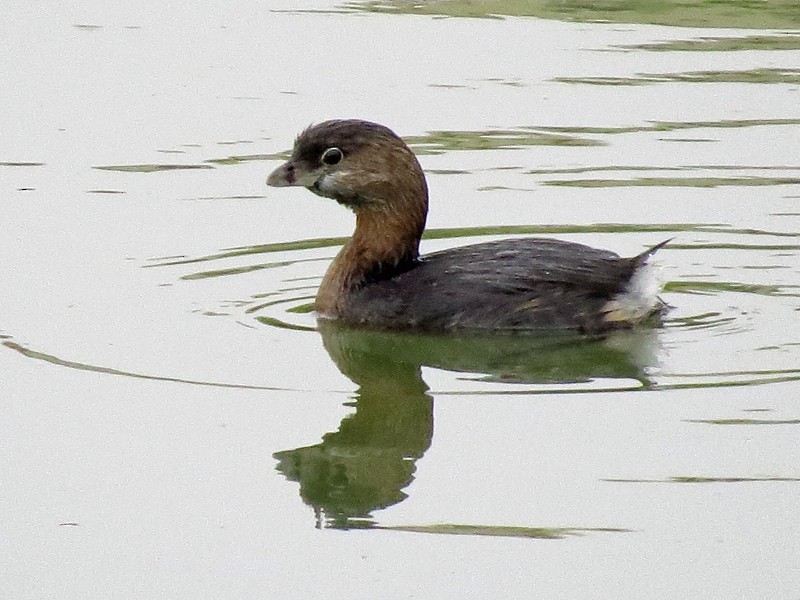 Pied-billed Grebe - wendy wright