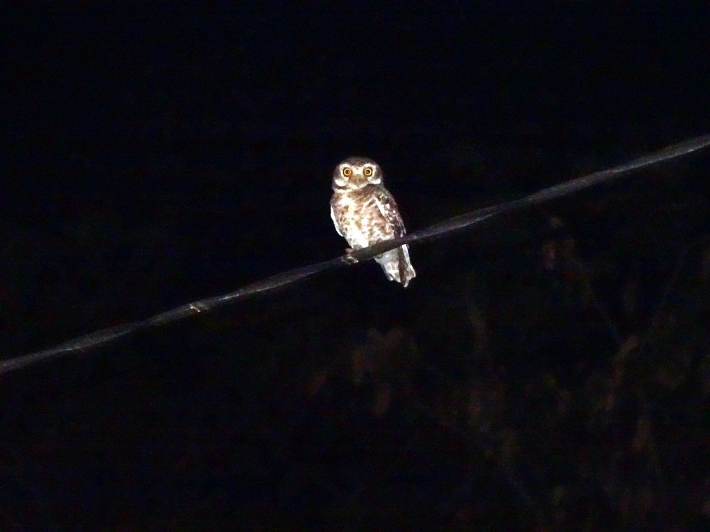 Spotted Owlet - ML88360251