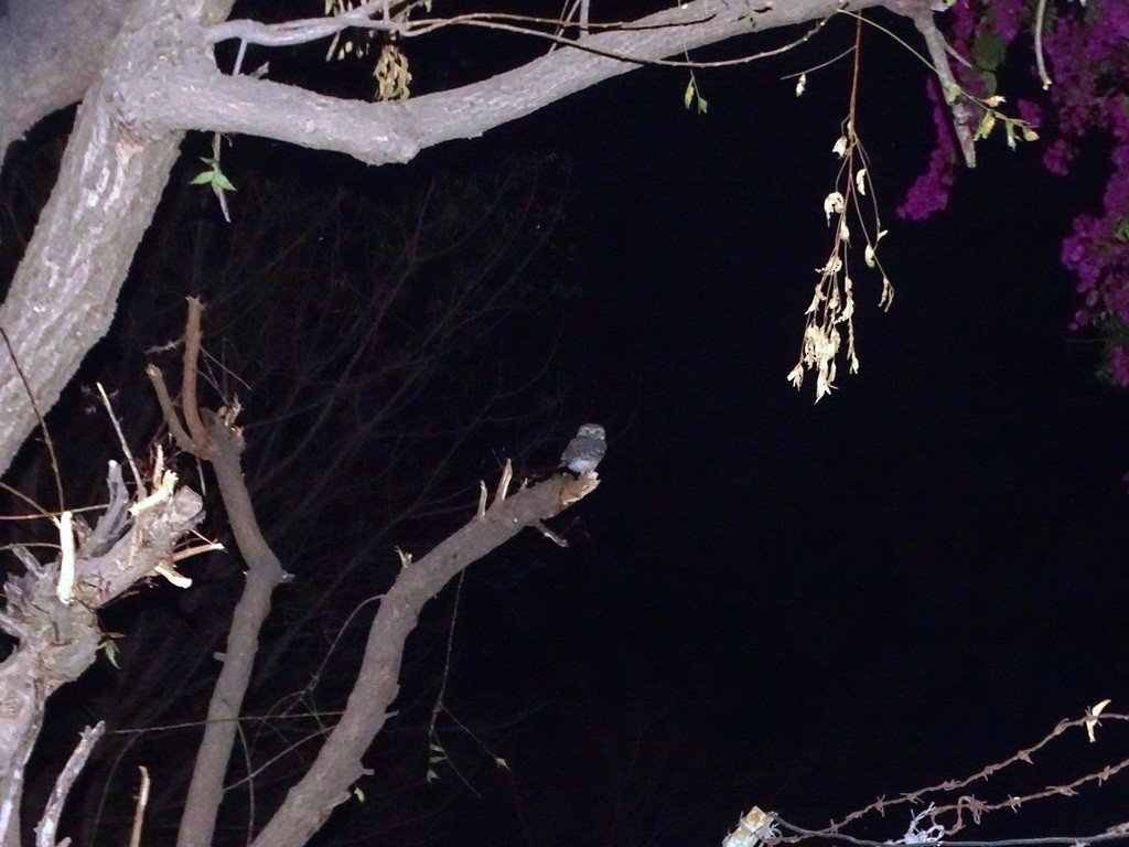 Spotted Owlet - Sreekumar Chirukandoth