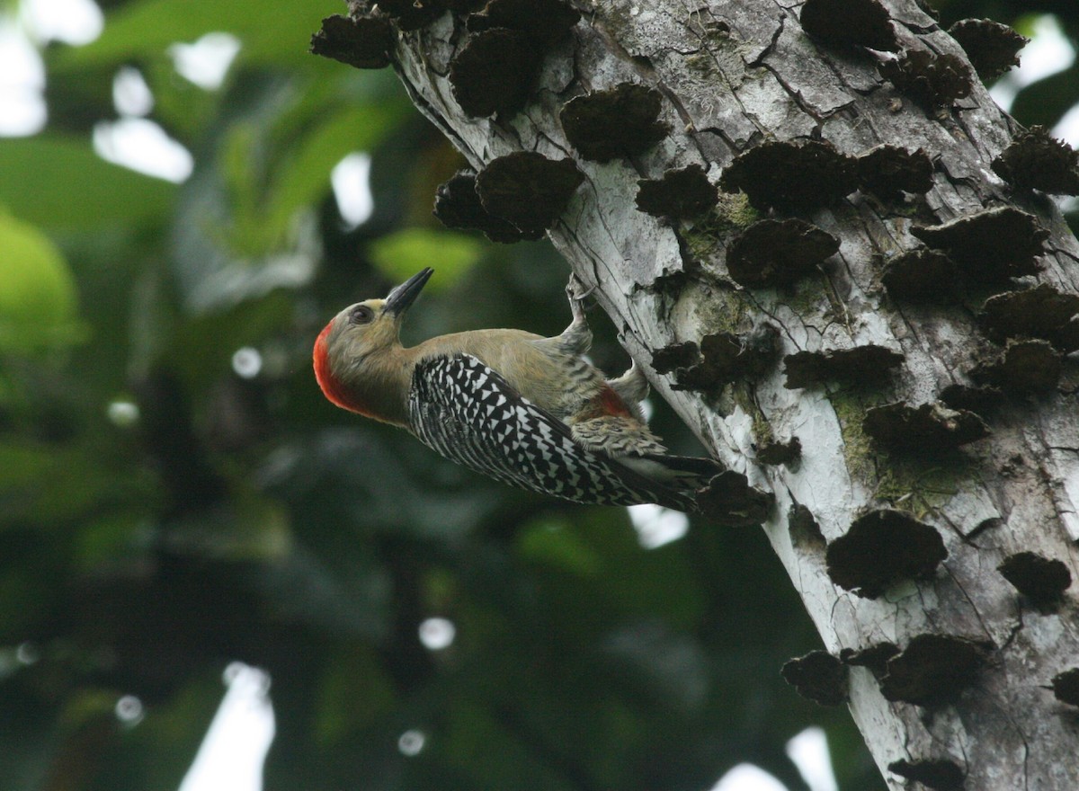 Red-crowned Woodpecker - David Mora Vargas