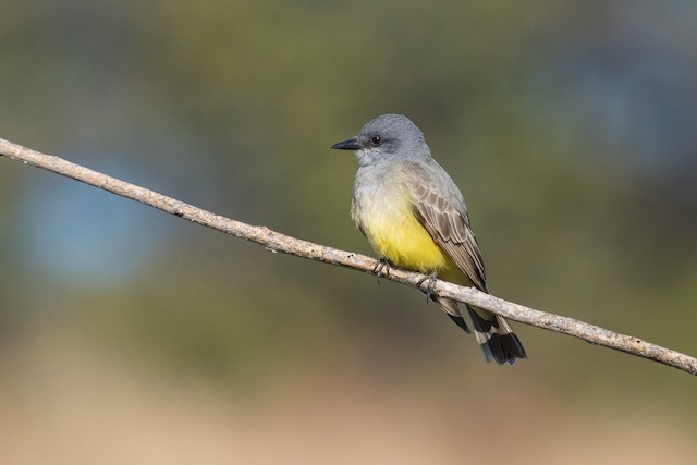 Cassin's Kingbird