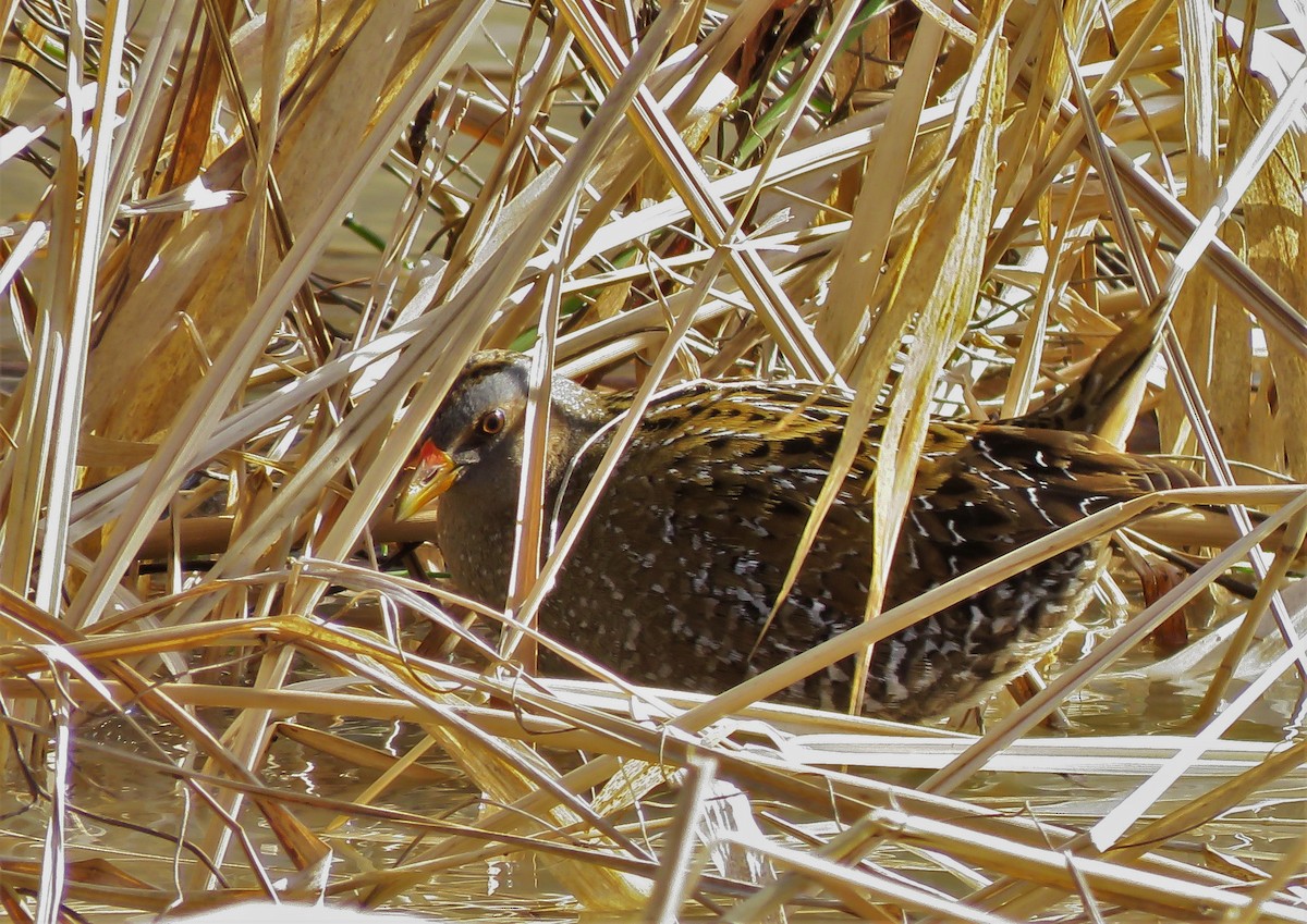Spotted Crake - ML88366651