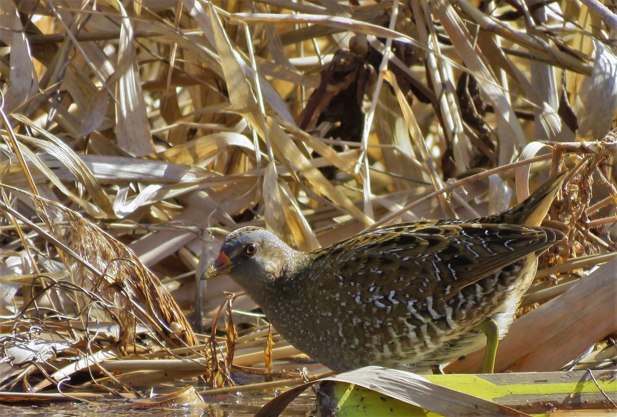 Spotted Crake - ML88366671