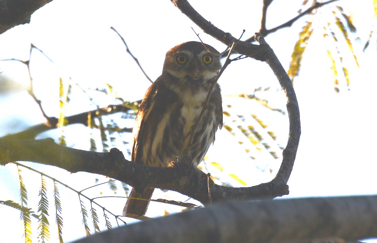 Ferruginous Pygmy-Owl - ML88367471