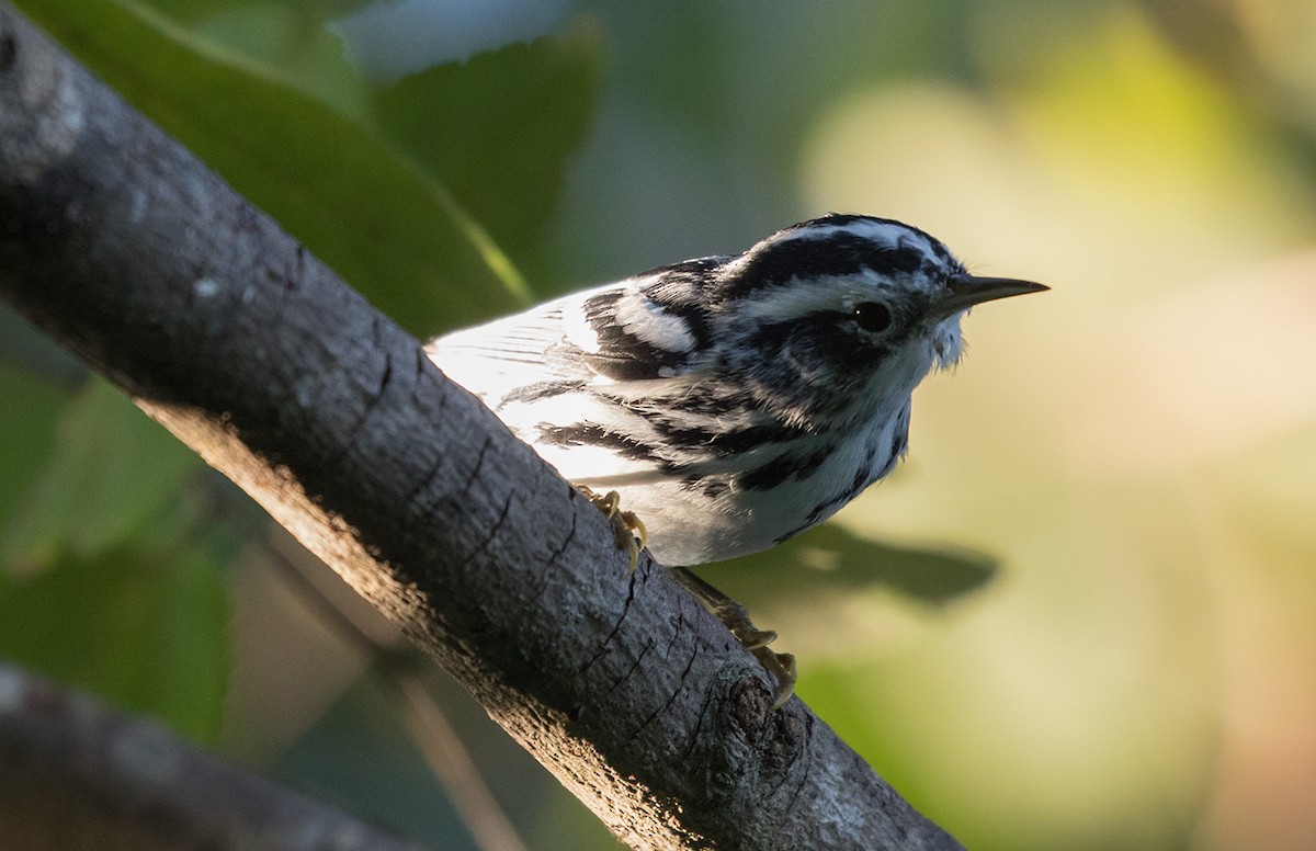 Black-and-white Warbler - ML88367521