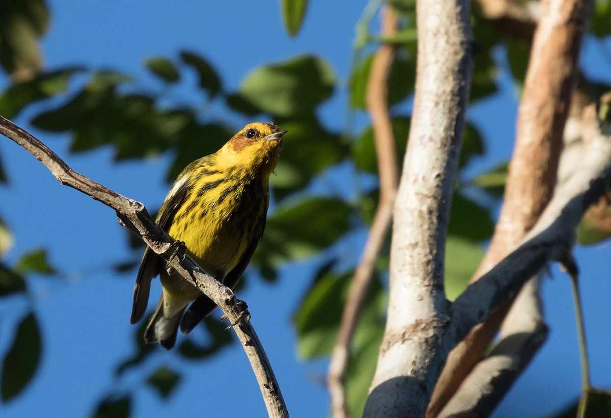 Cape May Warbler - ML88367531