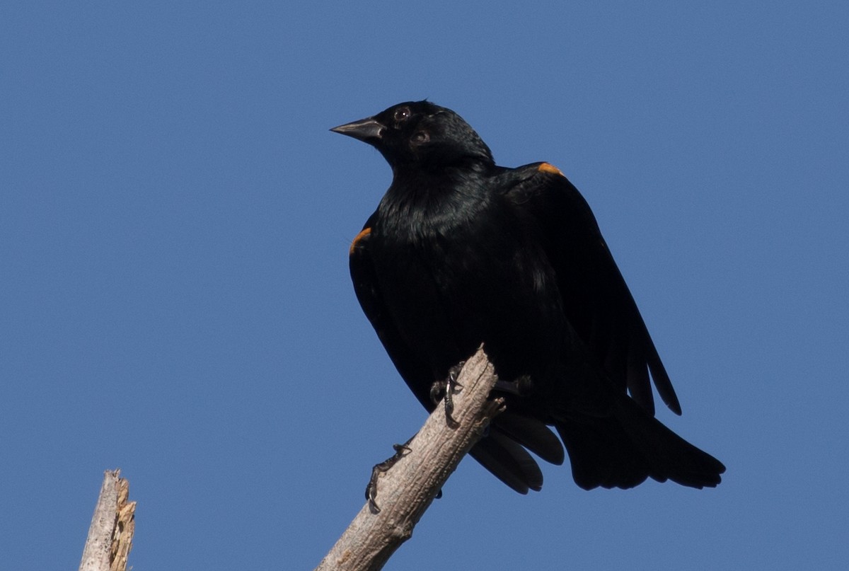 Tawny-shouldered Blackbird - ML88367581