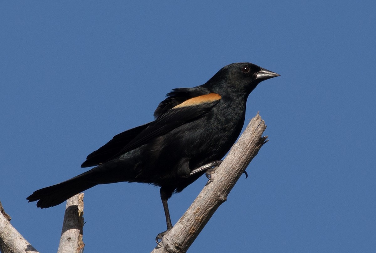 Tawny-shouldered Blackbird - ML88367591