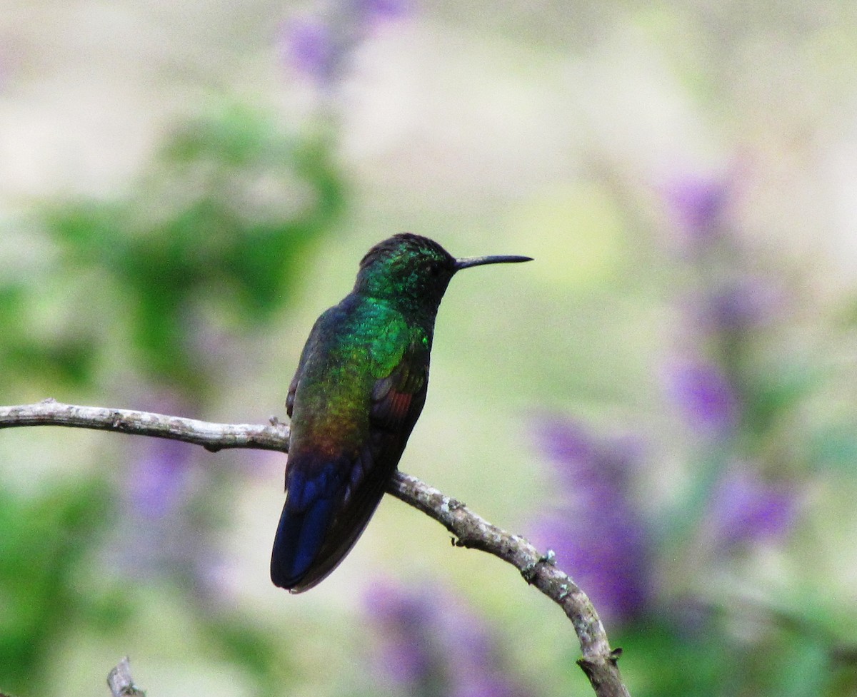 Blue-tailed Hummingbird - ML88367871